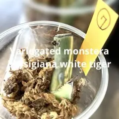 スズラン様 リクエスト 2点 まとめ商品