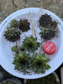 2026年最新】センペル ビウムの人気アイテム - メルカリ