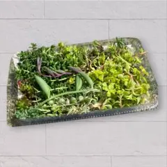 根付き入り カット苗 セダム詰め合わせ たっぷりセット 寄せ植え 多肉植物　1