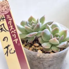 ミックスベリア そわそわ おらいさん 札なし 4.5cm鉢 抜き苗発送
