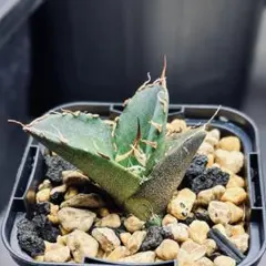 2026年最新】AGAVE dennisの人気アイテム - メルカリ