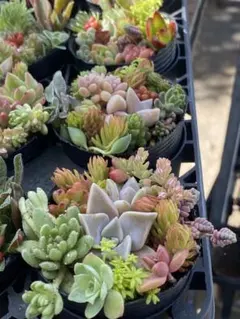 多肉植物 セダム カット苗 多種詰め合わせ - メルカリ