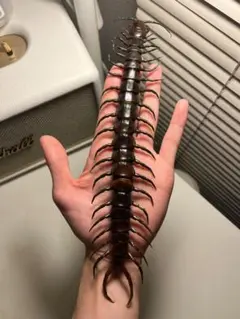 2026年最新】ペルビアンジャイアントオオムカデの人気アイテム - メルカリ