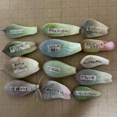 2025年最新】多肉 オパリナの人気アイテム - メルカリ