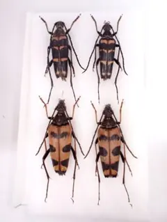 やっさん様 リクエスト 2点 まとめ商品