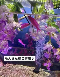 272パーリーゲイツ メンズレインウェア レインコート 上下セットアップ