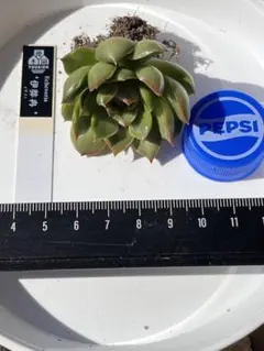 2025年最新】イザナミ 優木園の人気アイテム - メルカリ