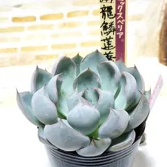 2025年最新】龍鱗蓮華の人気アイテム - メルカリ