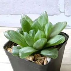 多肉植物　ハオルチア　艶窓達磨オブツーサのサムネイル