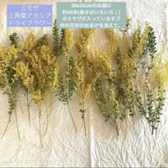 ミモザ　三角葉アカシア　ドライフラワー♬