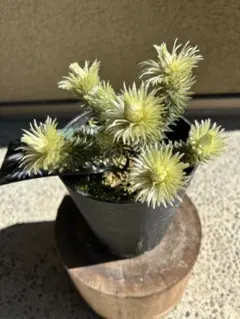 2026年最新】フィリカ プベッセンスの人気アイテム - メルカリ