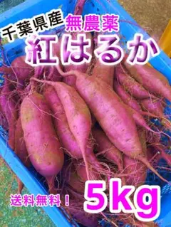 2025年最新】紅はるか苗の人気アイテム - メルカリ