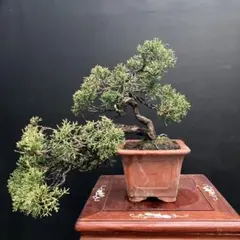 2026年最新】盆栽 真柏の人気アイテム - メルカリ