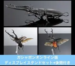カシクスオニノコギリカミキリ - メルカリ