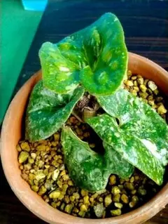 オモロカンアオイ　カンアオイ　山野草のサムネイル