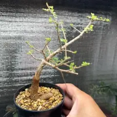 ボスウェリア フレレアナ とても良い香り実生株 鉢ごと発送　大株 ボスウェリア フレレアナ とても良い香り実生株 鉢ごと発送 大株 | Mercari