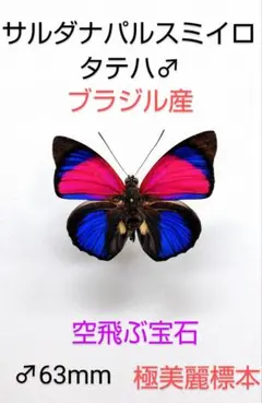 2026年最新】タテハ 蝶の人気アイテム - メルカリ