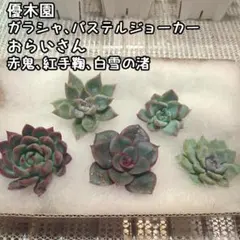 b*o様 【優木園、おらいさん】 カット苗５種セット【エケベリア】