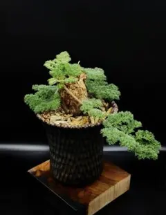 b288ペラルゴニウム トリステ Pelargonium triste厳選株のサムネイル