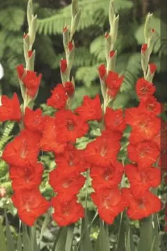 熟柿　日本で生まれたグラジオラス　5球　中玉から大玉