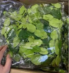 フレッシュコブミカンの葉 こぶみかん バイマクックルーใบมะกรูด170枚