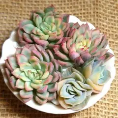 2026年最新】ラブリーローズ錦の人気アイテム - メルカリ