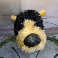 THE DOG 　レア　ロングヘアーセレクト　シーズ　ヨークシャーテリア