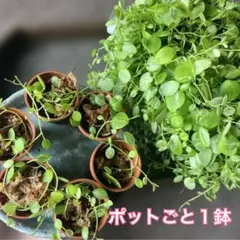 ばーばまま様 リクエスト 3点 まとめ商品