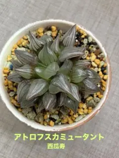 アトロフスカミュータント錦 超美株 ハオルチア 観葉植物 E9 - メルカリ