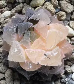 多肉植物　ハオルチア　赤岩オブツーサ錦　鮮明錦　超美品のサムネイル