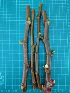 mame-craft：プロフ必読！！様 リクエスト 2点 まとめ商品