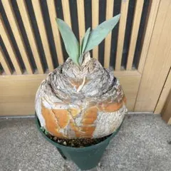 2025年最新】ブーファン ハエマンソイデスの人気アイテム - メルカリ