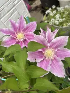 クレマチス 苗 薄紫かかったピンクの花　挿し穂 クレマチス 薄紫かかったピンクの花 挿し穂 - メルカリ