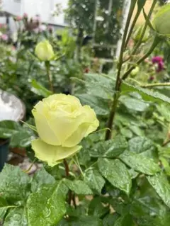 サカナ様ご専用ページ！バラ　苗　四季咲　グリーン　@ 花付き良い花持ち良い茎太め