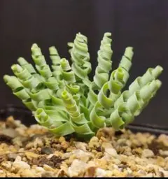 値下げ日　ビカクシダ　ワリチー　大株 42板付け ビカクシダ ワリチー Platycerium wallichii - メルカリ