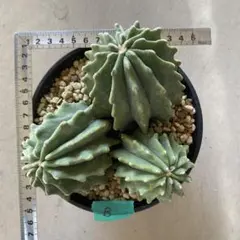 2026年最新】王冠竜の人気アイテム - メルカリ