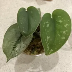 【超希少 インドネシア産】スキンダプサス 'セノパティ' 激レア 絶対に次に来る植物「スキンダプサス」種類の紹介と育て方を解説