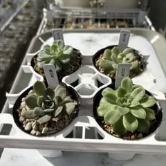 2025年最新】ミックスベリア 円の人気アイテム - メルカリ