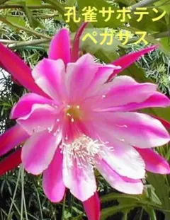 売却済み3/6ピンクムーン(カット苗) 売却済み3/6ピンクムーン(カット苗)