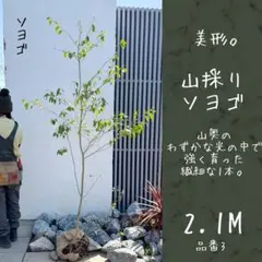 2026年最新】アオダモ 山採りの人気アイテム - メルカリ