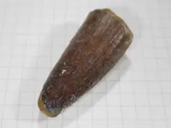 2026年最新】歯 スピノサウルスの人気アイテム - メルカリ