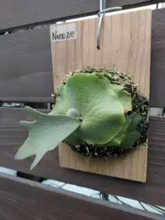 ガゼ様 リクエスト 2点 まとめ商品