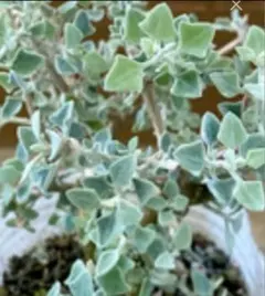 多肉植物 トラディスカンティア トラディスカンチア シラモンタナ 白絹