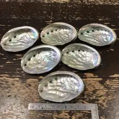 シェル　アワビ　鮑　虹色の光沢の貝殻 6個セット