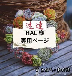 HAL 様　専用ページ