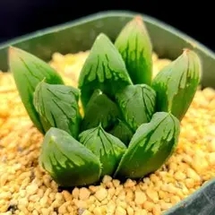 オブツーサ錦 蛍 多肉植物 ハオルチア アロエ - メルカリ