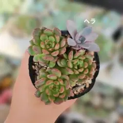ピンクルルビー ベンバディス マーベル錦 全部抜き 多肉植物 - メルカリ