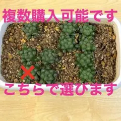 ハオルチア　オブツーサ⑥ 抜き苗　1苗　多肉植物のサムネイル