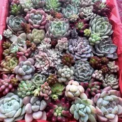 【227】多肉植物 カット苗 詰め合わせ 寄せ植えセット