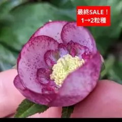 2026年最新】堀切園 クリスマスローズの人気アイテム - メルカリ